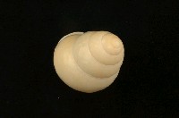 藏品(扁蝸牛)的圖片